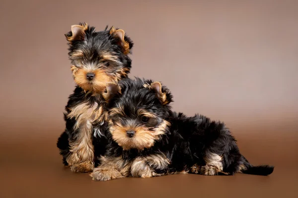 Dva yorkie štěňata na hnědé pozadí — Stock fotografie