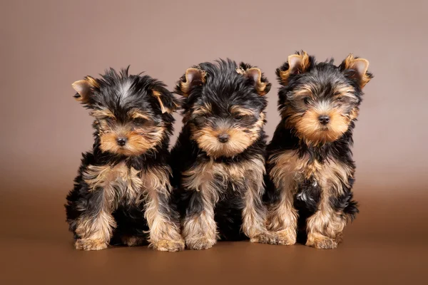 Three yorkie puppies on brown background — Stock Photo, Image