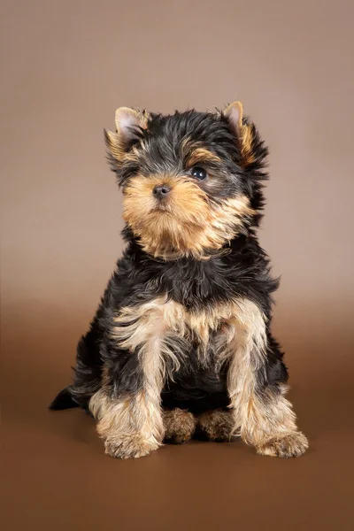 Yorkie cucciolo su sfondo marrone — Foto Stock