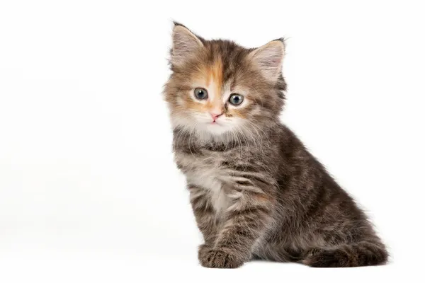 Schildpatt sibirisches Kätzchen auf weißem Hintergrund — Stockfoto