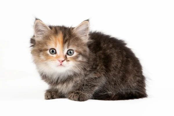 Tortie gattino siberiano su sfondo bianco — Foto Stock