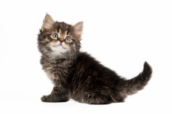 Tortie siberian kitten on white background — Stock Photo, Image