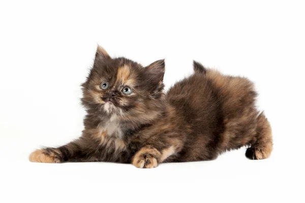 Beyaz zemin üzerine tortie Sibirya yavru kedi — Stok fotoğraf