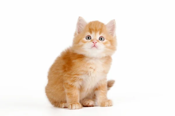 Červená sibiřské kotě na bílém pozadí — Stock fotografie