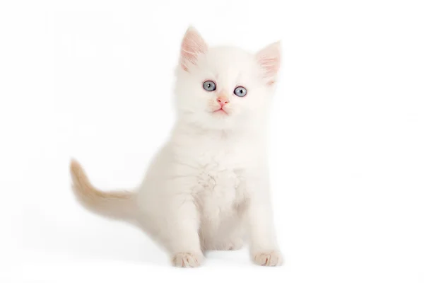 Beyaz zemin üzerine kırmızı renkli nokta Sibirya yavru kedi — Stok fotoğraf