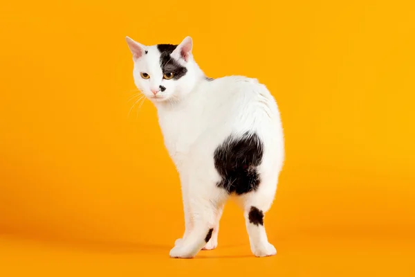 Black and white japanese bobtail on orange background — Zdjęcie stockowe