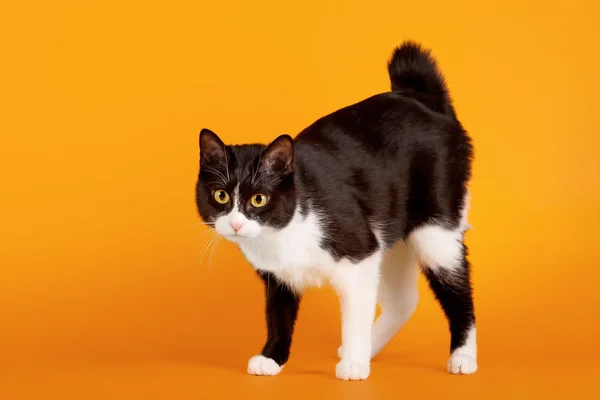 Black and white japanese bobtail on orange background — Zdjęcie stockowe