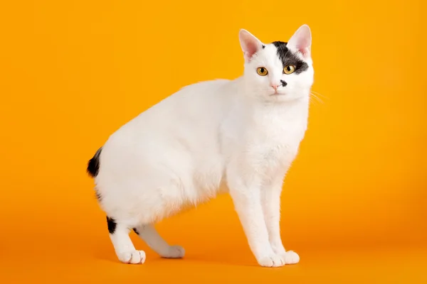 Black and white japanese bobtail on orange background — Stock Photo, Image