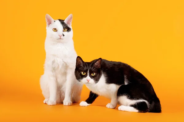 橙色背景上的两个黑色和白色日本 bobtails — 图库照片