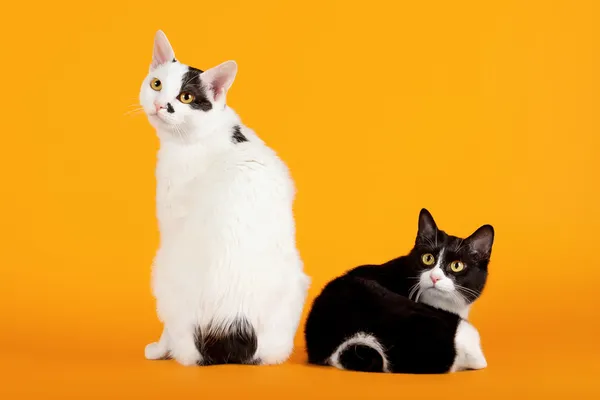 Deux bobtails japonais noirs et blancs sur fond orange — Photo