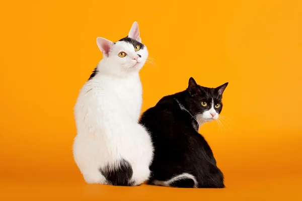 Deux bobtails japonais noirs et blancs sur fond orange — Photo