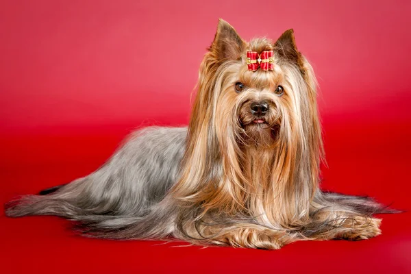 Yorkie sobre fondo rojo oscuro — Foto de Stock