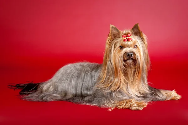Yorkie op donkere rode achtergrond — Stockfoto