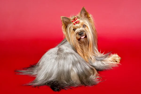 Yorkie på mörk röd bakgrund — Stockfoto