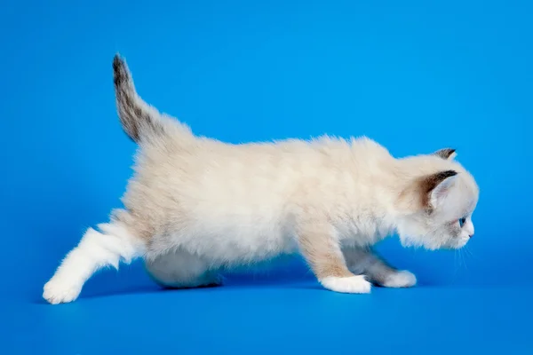 Siberian color point kitten on blue background — Stock Photo, Image