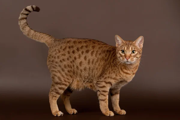 Gato macho ocicat sobre fondo marrón oscuro Fotos de stock