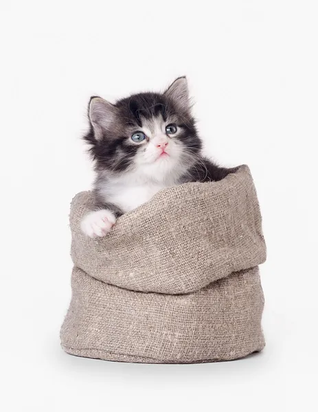 Gatito siberiano pequeño en saco sobre fondo blanco Imagen de stock