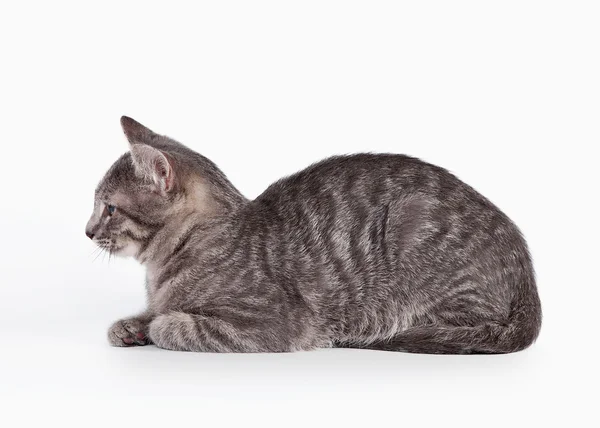 Small blue domestic kitten on white background Royalty Free Stock Photos