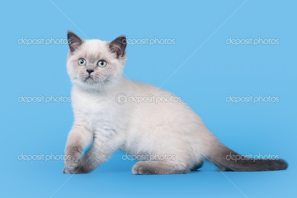 Small Blue Color Point British Kitten On Light Blue Background Stock Photo Image By C Dionoanomalia Small Blue Color Point British Kitten On Light Blue Background Stock Photo Image By C Dionoanomalia