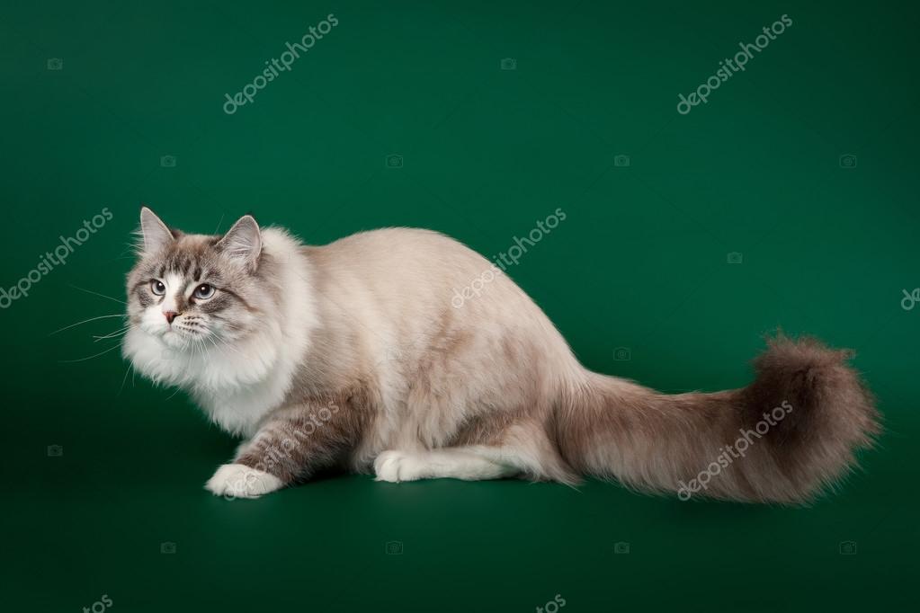 Seal Tabby Point With White Siberian Cat On Dark Green Backgroun Stock Photo Image By C Dionoanomalia