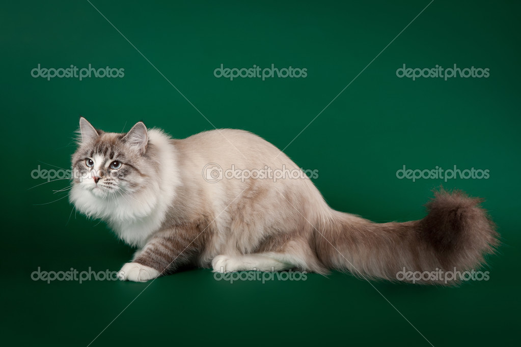 Seal Tabby Point With White Siberian Cat On Dark Green Backgroun Stock Photo Image By C Dionoanomalia