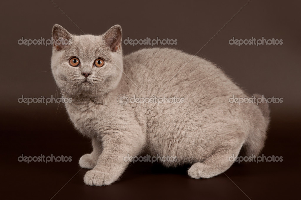 британская короткошёрстная кошка лиловая. британская кошка короткошерстная полосатая. голубая тикированная британская шиншилла. окрасы британцев. золотистая шиншилла британская.