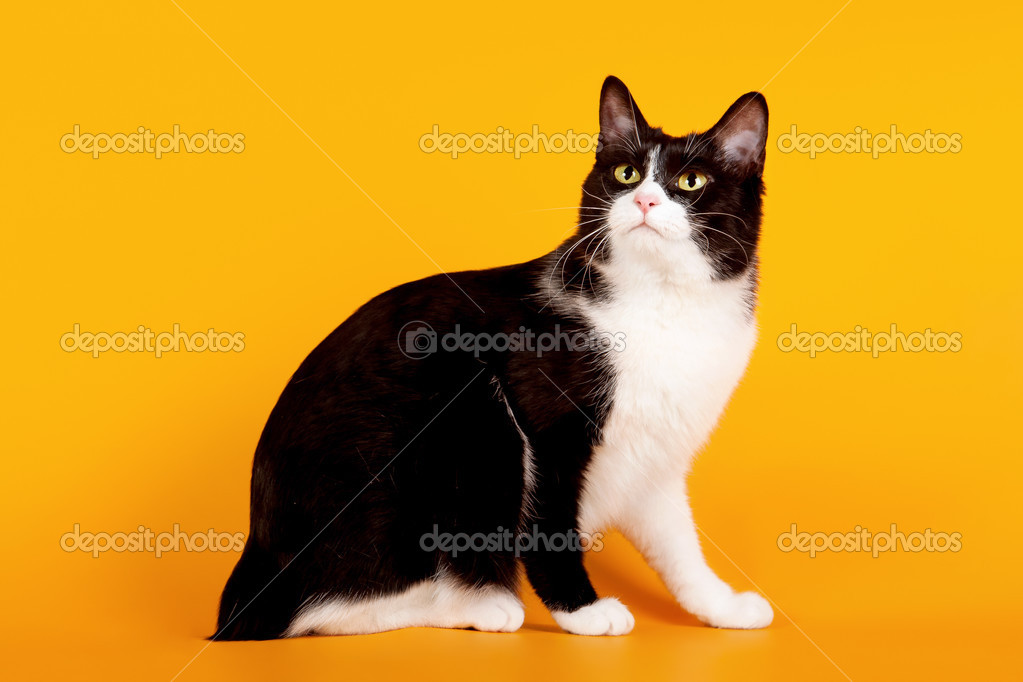 Manx Bobtail Black Cat Black Japanese Bobtail 2025