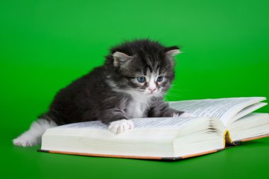 Sibirya siyah kaplan kedi ile açık yeşil renkli kitap