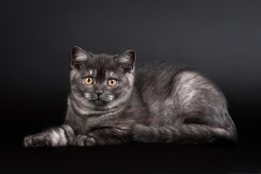siyah arka plan üzerine siyah duman İngiliz yavru kedi
