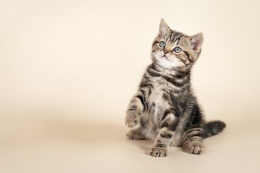 bej renkli arka plan üzerinde küçük İngiliz yavru kedi