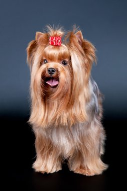 siyah arka plan üzerine genç yorkie