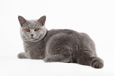 beyaz zemin üzerine mavi İngiliz dişi kedi