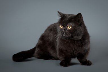 gri zemin üzerine genç katı siyah manchkin kedi