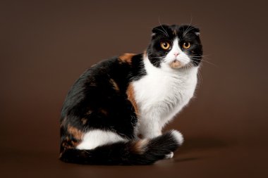 kahverengi zemin üzerinde bicolor kaplumbağa İskoç fold