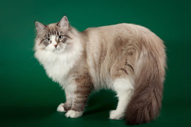 Seal tabby point with white siberian cat on dark green backgroun clipart