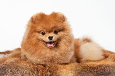 Beyaz degrade arka planda Pomeranian köpek yavrusu