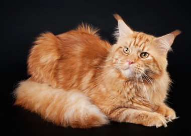 siyah arka plan üzerine Amerikan maine coon kedi