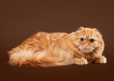 koyu kahverengi zemin üzerine genç İskoç yayla kat kedi yavrusu