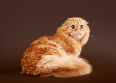 koyu kahverengi zemin üzerine genç İskoç yayla kat kedi yavrusu