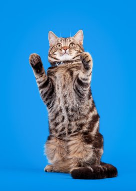 mavi zemin üzerine İngiliz kedi çikolata mermer