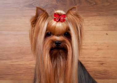 ahşap doku ile tabloda teriyer köpek yavrusu