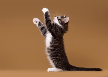 açık kahverengi renkli üzerinde küçük siberian kedi