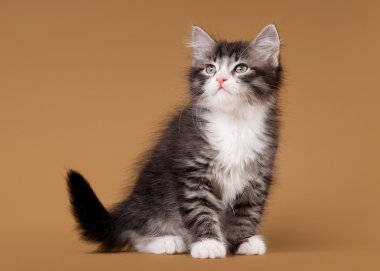 açık kahverengi renkli üzerinde küçük siberian kedi