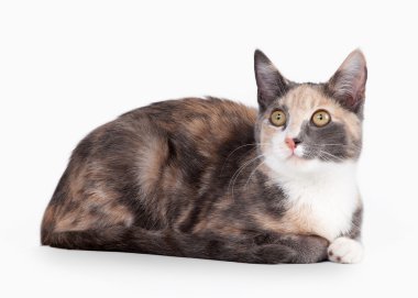 beyaz zemin üzerine genç kaplumbağa yerli kedi