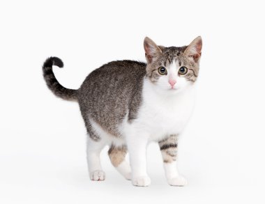 beyaz zemin üzerine genç kahverengi bicolor yerli kedi