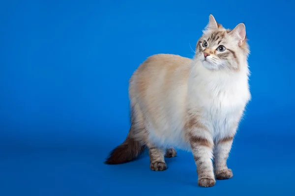 Siberian color point cat on blue background — Stock Photo, Image