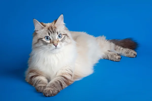 Siberian color point cat on blue background — Stock Photo, Image