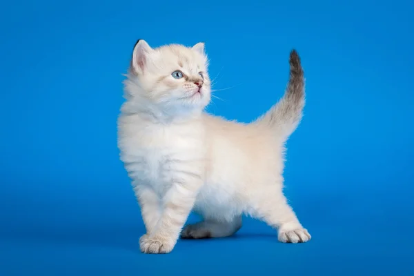Сибирский котенок на голубом фоне — стоковое фото