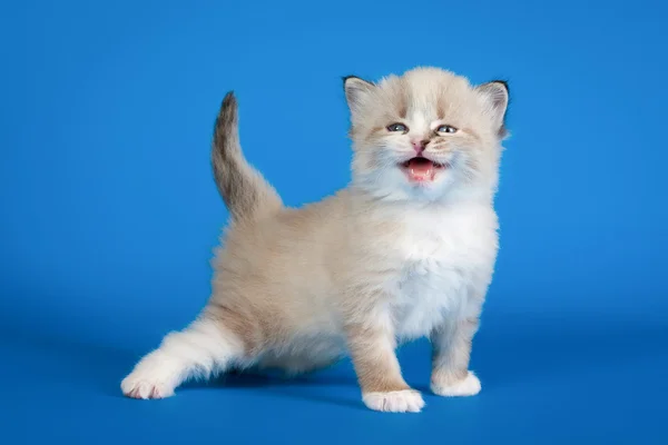 Siberian color point kitten on blue background — Stock Photo, Image