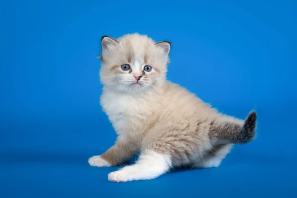 Punto di colore siberiano gattino su sfondo blu — Foto Stock